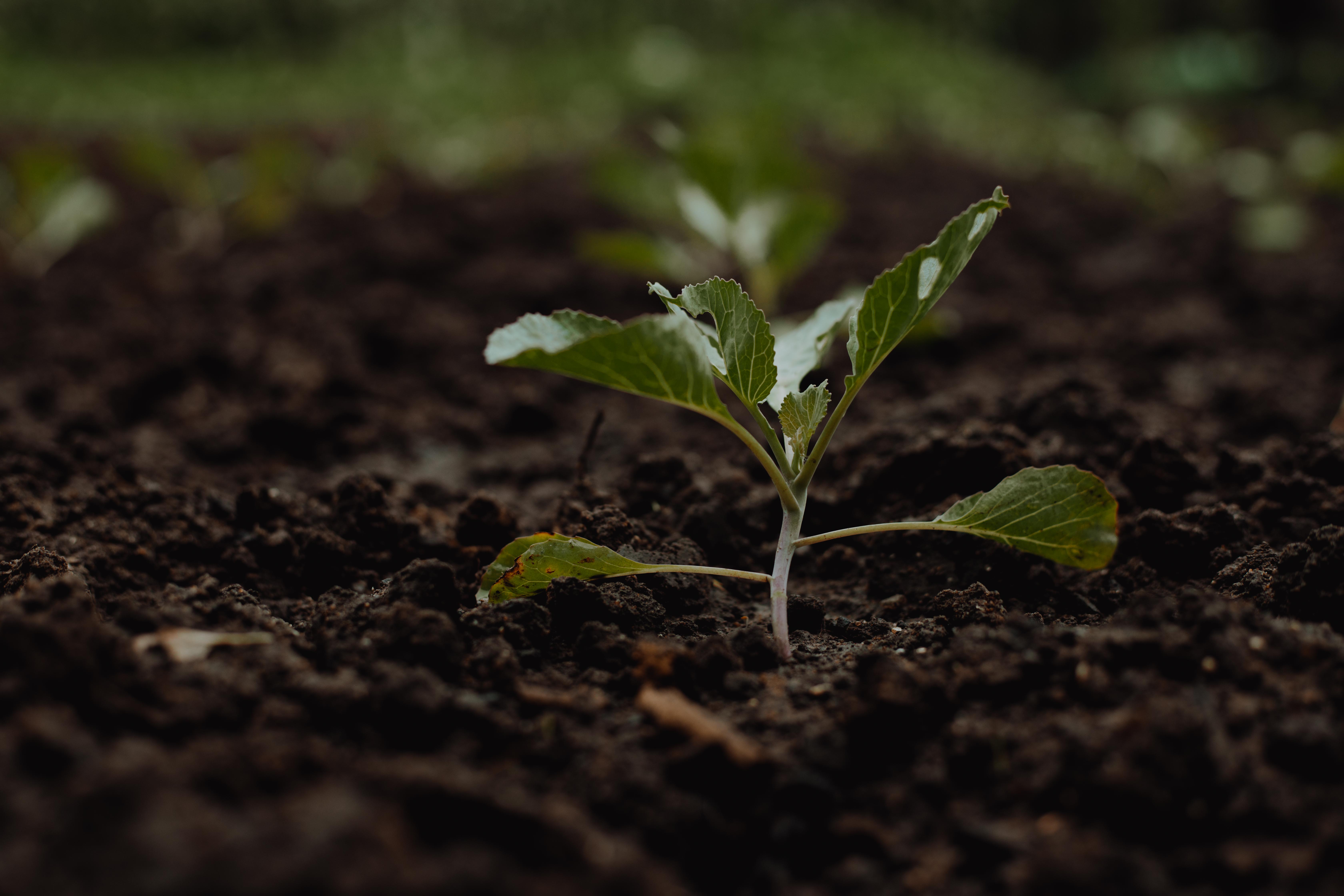 When is the best time to plant? Demeter Ghana Blog Helping Ghana Grow
